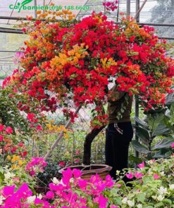 Hoa giấy 3 màu đang vào độ nở rộ nhất