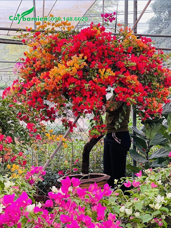 Hoa giấy 3 màu đang vào độ nở rộ nhất