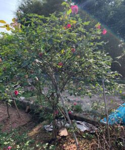 Cây hoa hồng cổ sapa