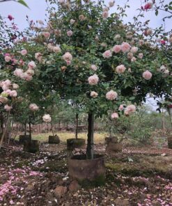 Cây hoa hồng cổ sapa