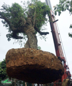 Cây nhãn cổ thụ được cẩu lên xe vận chuyển đến công trình