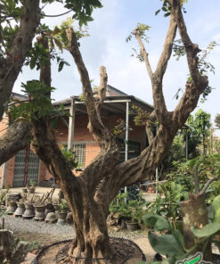 Cây nhãn trồng một thời gian và bắt đầu bật chồi non