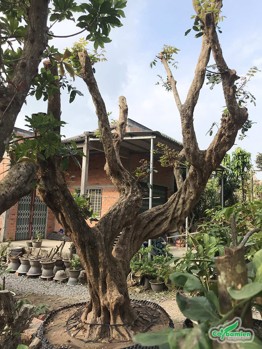 Cây nhãn trồng một thời gian và bắt đầu bật chồi non