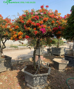 Cây Hoa giấy đẹp