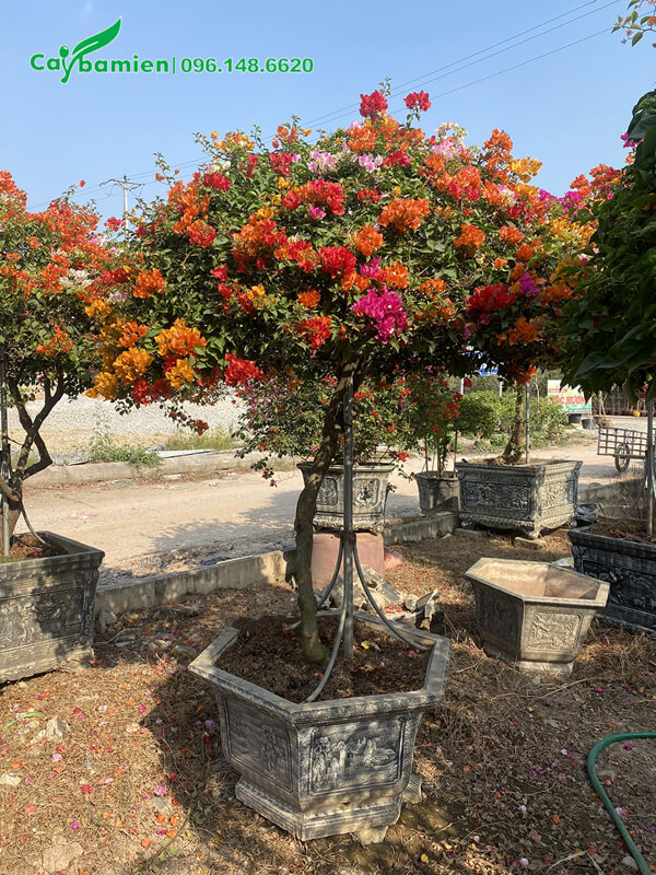 Cây Hoa giấy đẹp