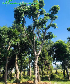 Vườn dâm ủ cây Lộc Vừng cảnh, cây công trình cao lớn
