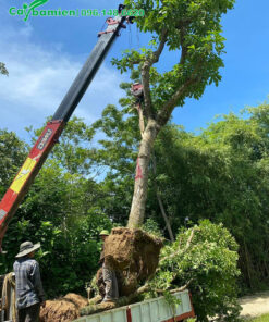 Bứng bầu cây hoa Lộc Vừng