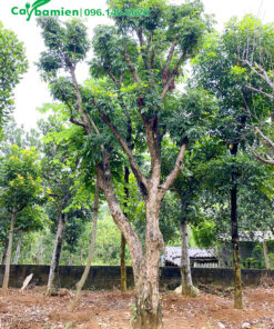 Nhãn giâm ủ có tán lớn đẹp