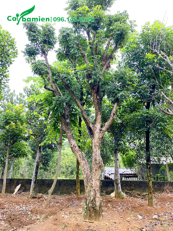 Nhãn giâm ủ có tán lớn đẹp