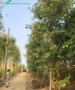 Mua cây đánh thẳng tại vườn