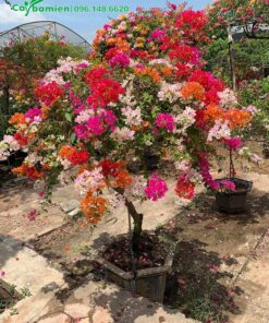 Chậu hoa Giấy Ngũ Sắc nhỏ để trang trí ban công, biệt thự, hiên nhà