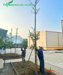 Chống cọc chắc chắn cho cây mới trồng