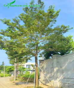 Cây Giáng Hương cao 5m, đường kính gốc 20cm