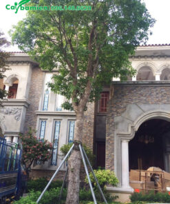 Trồng cây Lộc Vừng vanh 40cm trước cổng nhà biệt thự