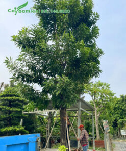 Trồng cây Trứng Gà cao hơn 4m trên vỉa hè đường phố