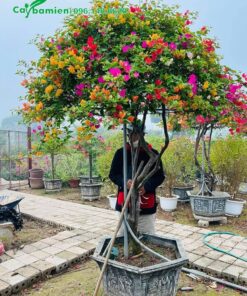 Uốn và kiểm tra tình trạng cây bông giấy