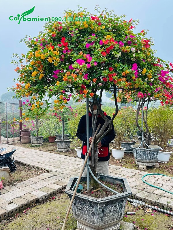 Uốn và kiểm tra tình trạng cây bông giấy