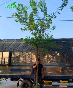 Khế dâm ủ đường kính gốc 7 - 9cm, chiều cao khoảng 4m