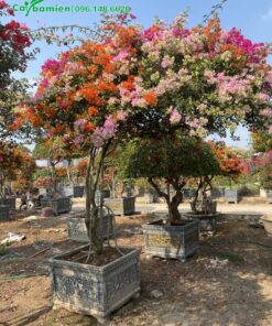 Chậu cây Hoa Giấy Tán nghiêng siêu đẹp