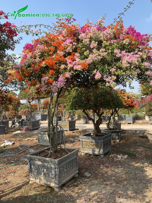 Chậu cây Hoa Giấy Tán nghiêng siêu đẹp