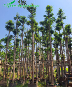 Hàng cây Bàng Đài Loan được dưỡng ủ kỹ, chiều cao 6 - 7m