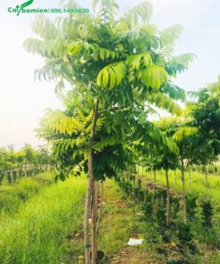 Vườn cây sấu đang bắt đầu cho trái