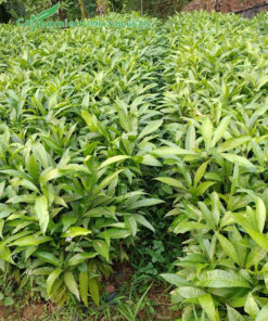 Những luống cây giống trứng gà lê ki ma