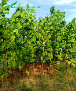 Cây khế nhỏ cao 2m, đường kính gốc 2 - 3cm