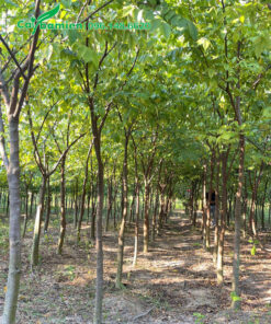 Vườn trồng số lượng lớn cây khế đường kính gốc 5 - 7cm