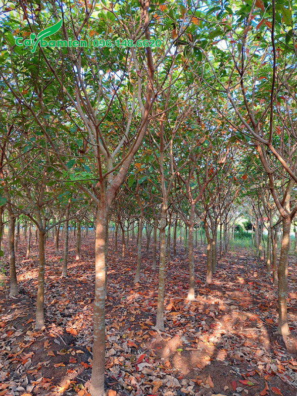 Vườn trồng cây lộc vừng công trình đường kính gốc 7 - 9cm