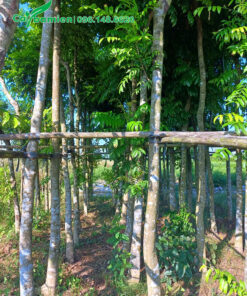 Những hàng Sấu dâm ủ, đã tỉa tay cành đường kính gốc 15 - 18cm