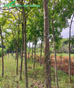 Vườn nuôi trồng cây Sấu lâu năm đường kính gốc đạt 8 - 12cm