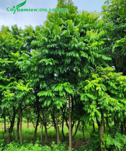 Vườn cây Sấu trưởng thành cao gần 3m