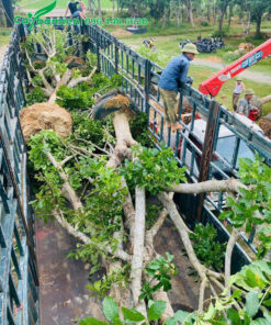 Cây to, đường kính gốc 30cm trở lên