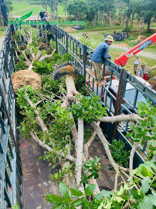 Cây to, đường kính gốc 30cm trở lên