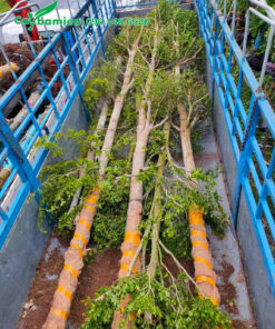 Bàng Đài Loan vanh 50 - 60, chiều cao 6 - 7m