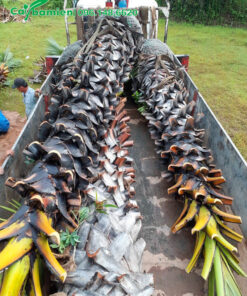 Thốt nốt công trình mới đưa lên xe tải