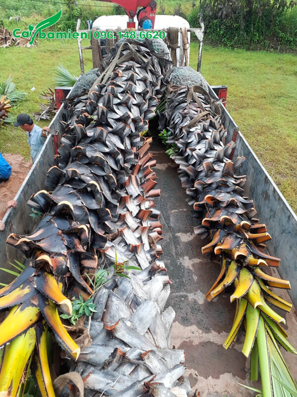 Thốt nốt công trình mới đưa lên xe tải