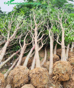 Xoài trưởng thành, đường kính cổ gốc gần 15cm