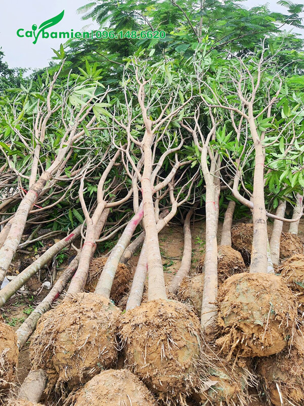 Xoài trưởng thành, đường kính cổ gốc gần 15cm