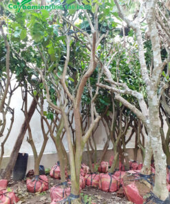 Bưởi trồng công trình, gốc có đường kính 10cm, cao 2,5m