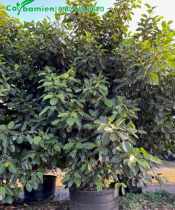 Cây Đa chưa cắt tỉa, cao 2m, cành mọc từ gốc đến ngọn