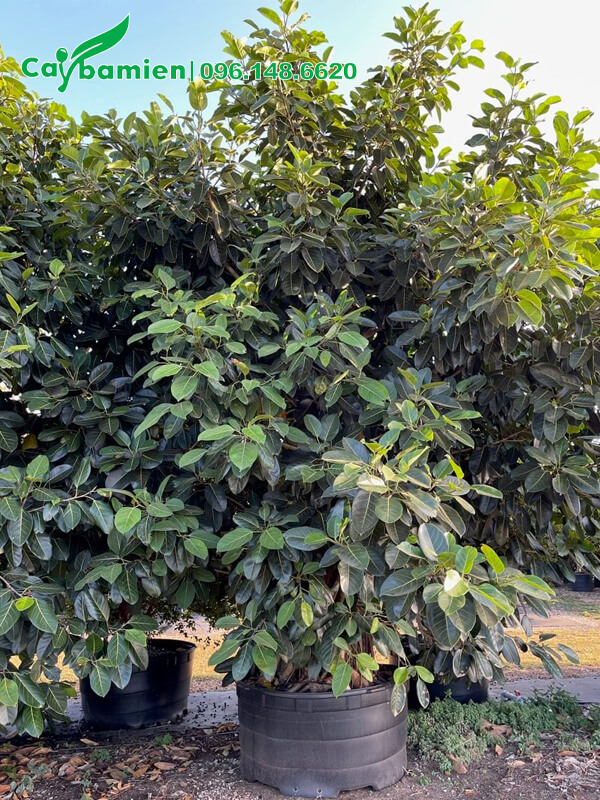 Cây Đa chưa cắt tỉa, cao 2m, cành mọc từ gốc đến ngọn