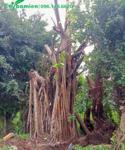 Cây Đa Búp Đỏ đốn tỉa hết cành lá, chuẩn bị đánh bầu