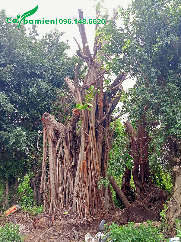 Cây Đa Búp Đỏ đốn tỉa hết cành lá, chuẩn bị đánh bầu