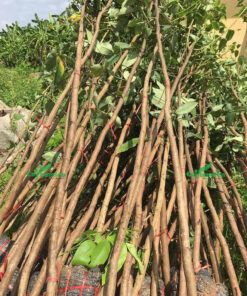 Cây Muồng Hoàng Yến đạt chuẩn trồng công trình