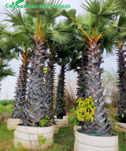 Những cây công trình thốt nốt thân cao 2,5m