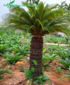 Vườn nhân giống số lượng lớn cây cảnh vạn tuế lộ thân 1m