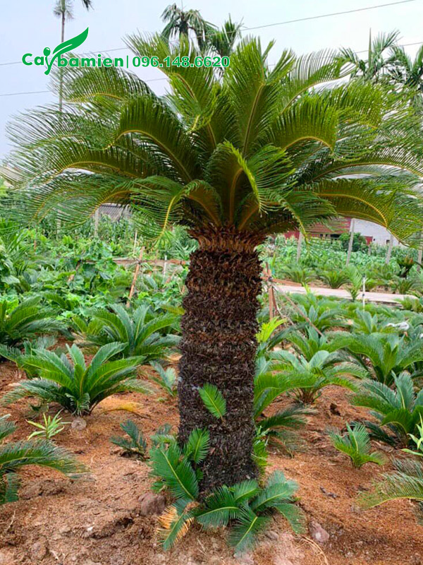 Vườn nhân giống số lượng lớn cây cảnh vạn tuế lộ thân 1m