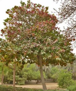 Mùa cây thay lá, màu lá chuyển dần sang đỏ